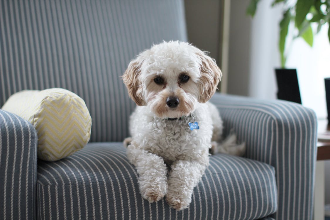 Are Pet-Friendly Properties the Future of the Rental Sector?